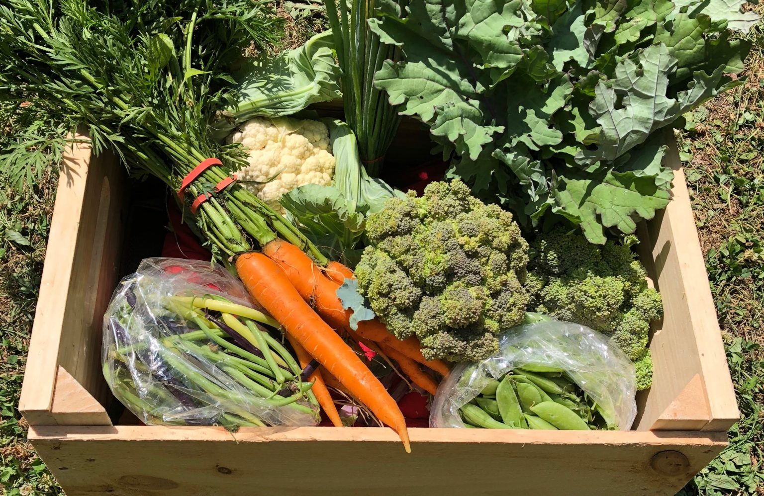 Organic Market Garden & CSA Stonewall Farm