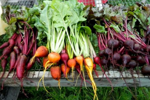 organic beets