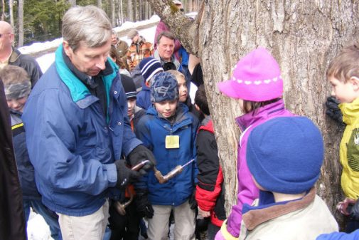 tapping a maple tree