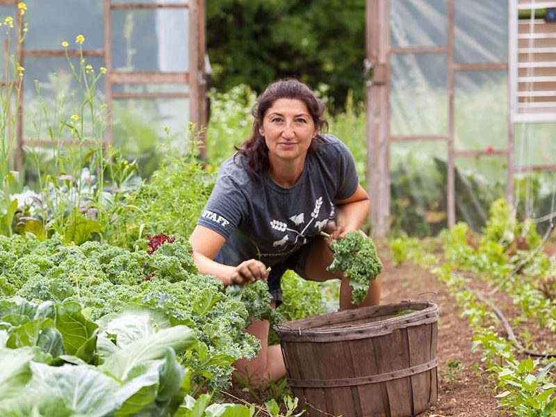 Woman looks up to the camera while gathering kale from the garden.