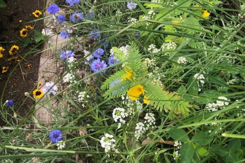 flowers for pollinating