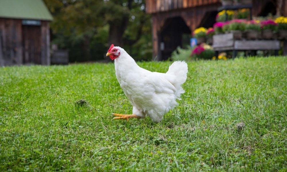  A happy chicken running through the grass