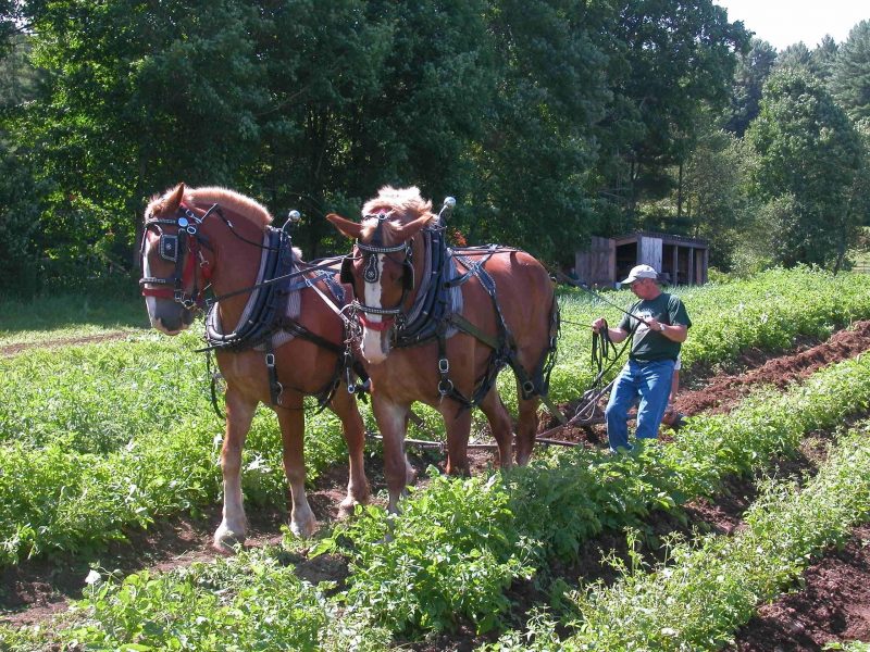 team of horses