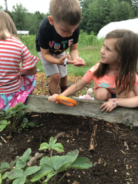 School children checking garden soil.