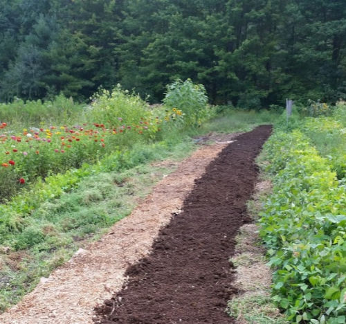 A long line of compost is laid out between rows of plants