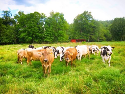 Grazing cows at Stonewall Farm.