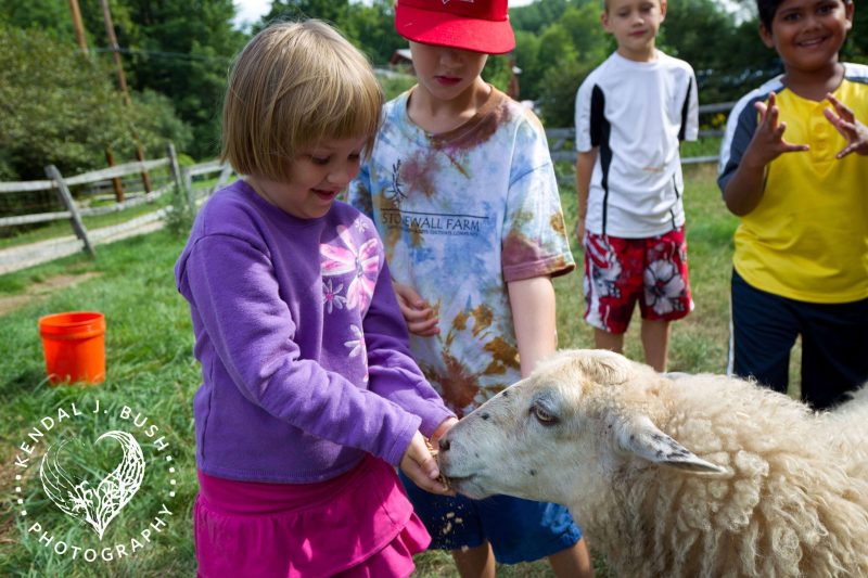 Young girl happily feed a sheep in front of her friends.