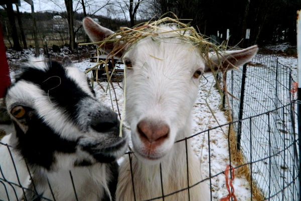 Goats in the snow