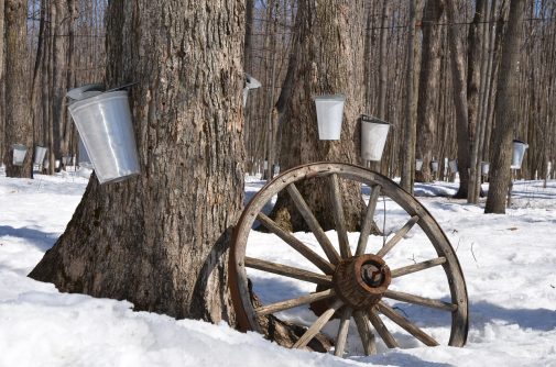 sap bucket on tree