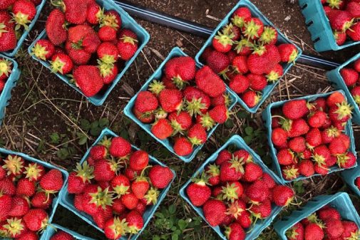 fresh picked organic strawberries