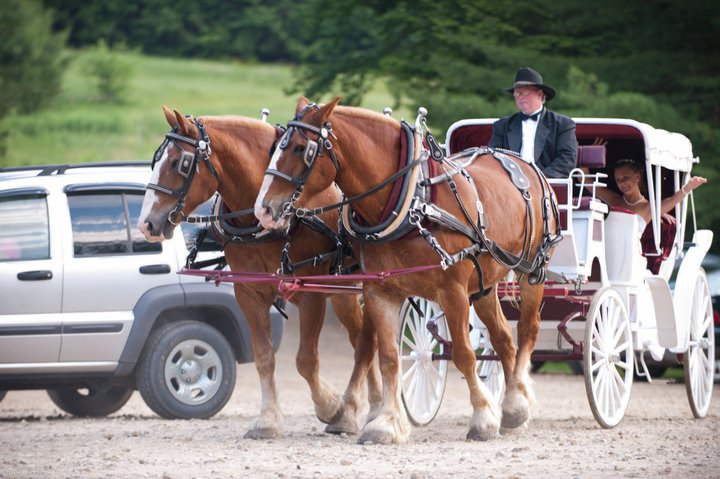 two horses pull a wedding cart, with bride waving in the back